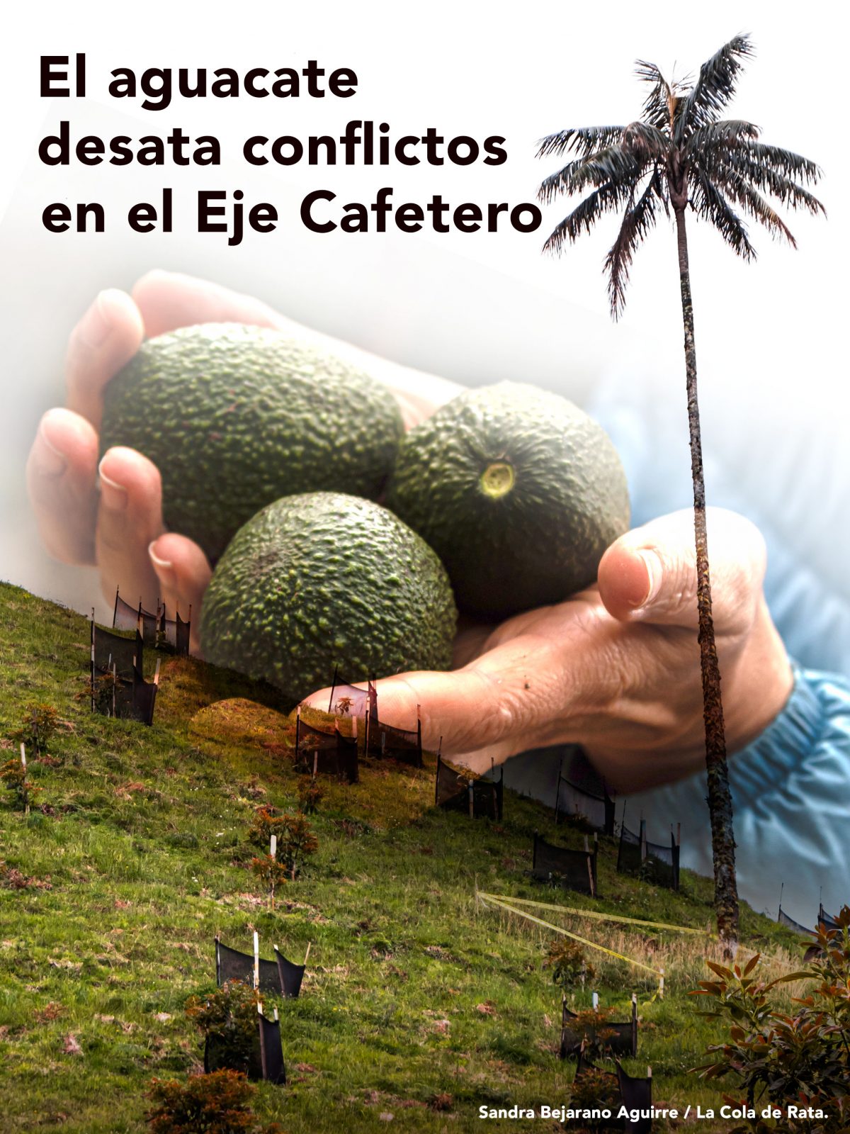 Aguacate conflicto