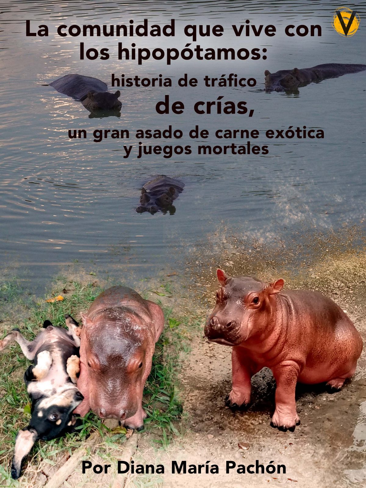 La comunidad que vive con los hipopótamos: historia de tráfico de crías, -  Voragine