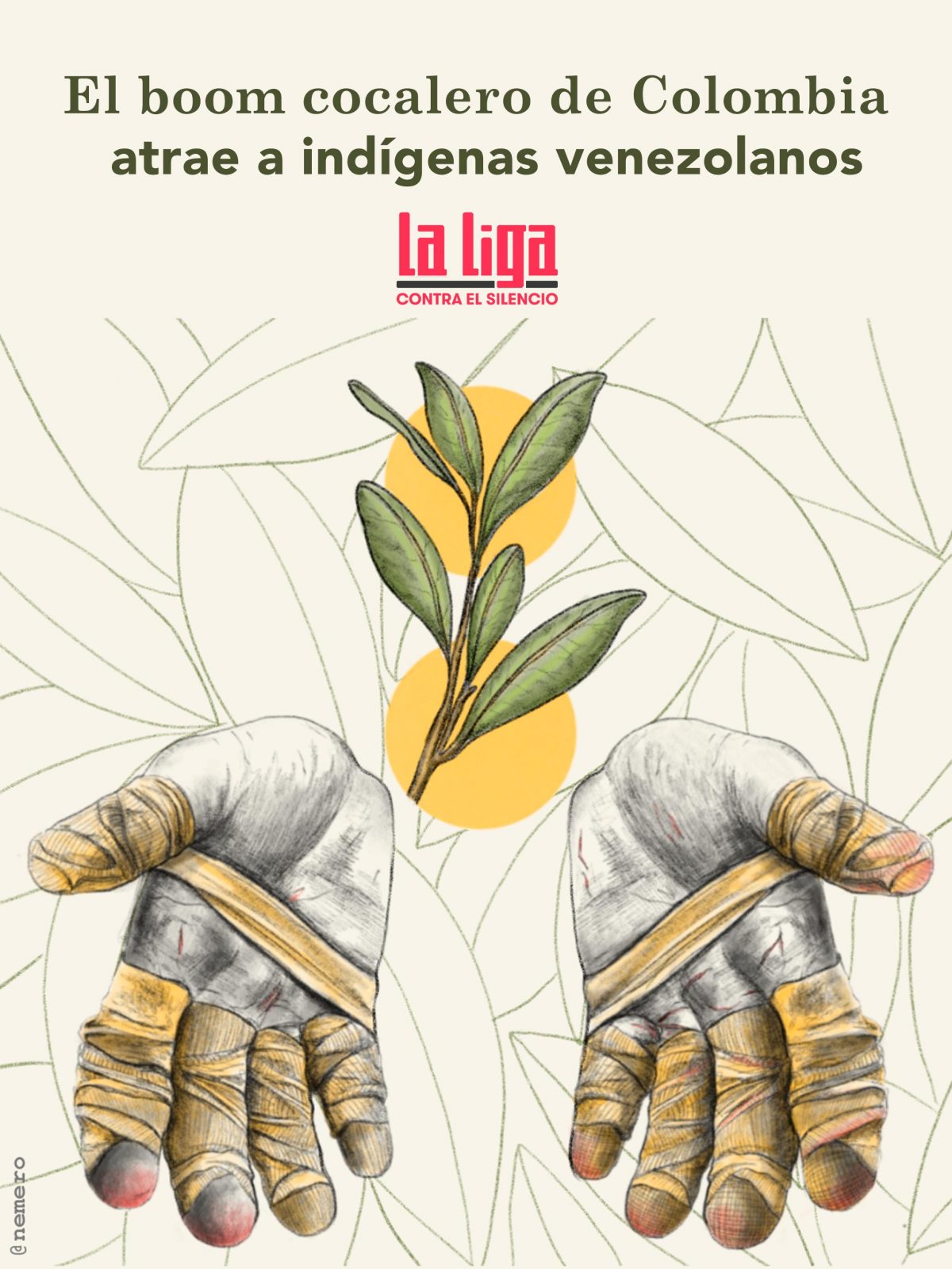 El-boom-cocalero-de-Colombia-atrae-a-indígenas-venezolanos-frontera-narcotráfico