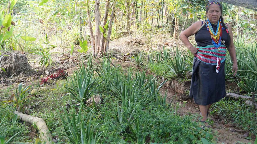 La lideresa Waira Jacanamijoy vive en un resguardo Inga ubicado en Yurayacu, en el sur de Colombia. Foto: Diana María Pachón.