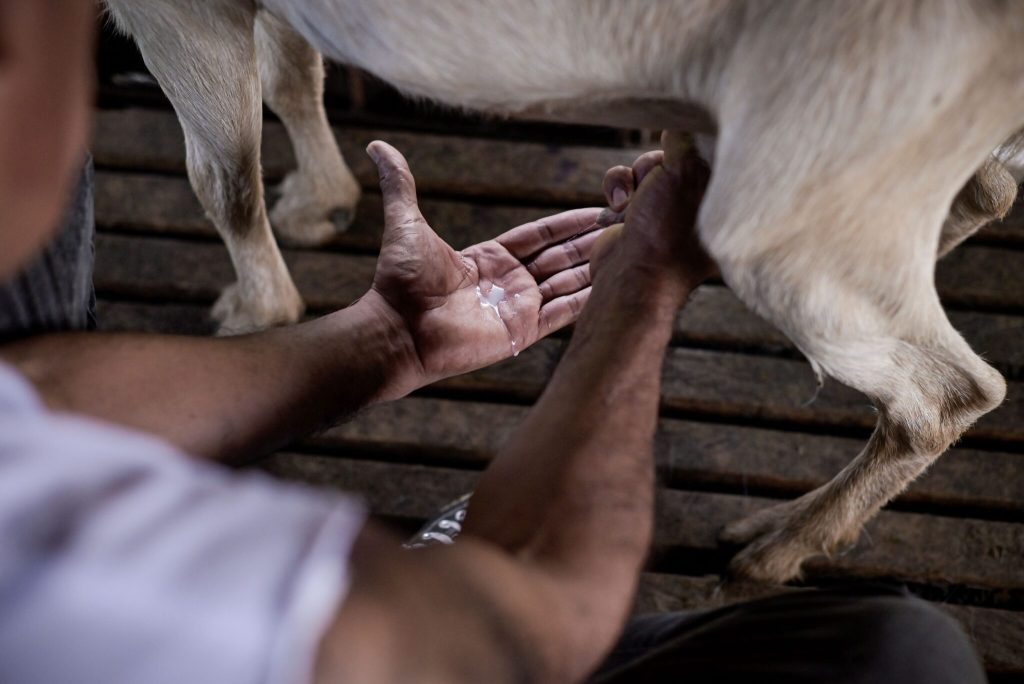 Édgar Cruz ordeña una de sus cabras y prueba la leche en su mano para asegurarse de su calidad y sabor. Foto: Natalia Pedraza Bravo.