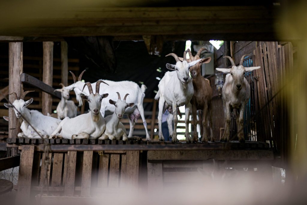 Las cabras de Marlén y Édgar en su corral. Para ellos, estos animales son parte de su vida y sustento. De cada cabra lechera obtienen, aproximadamente, un litro de leche al día. Foto: Natalia Pedraza Bravo.