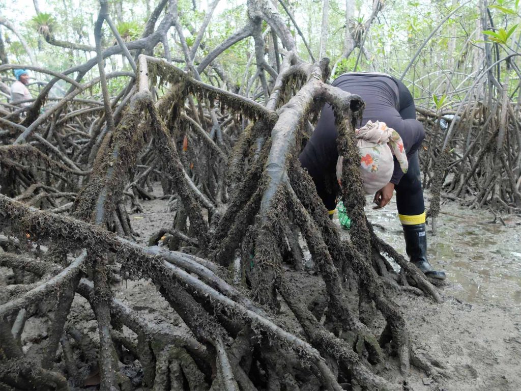 En una sola jornada de cuatro o cinco horas, las piangüeras de Bahía Málaga deben luchar contra un calor extremo y húmedo y un sinfín de zancudos, treparse por las raíces interminables del manglar y cargar de regreso a la lancha un canasto que puede pesar hasta 60 o 70 kilos. Foto: Laila Abu Shihab Vergara