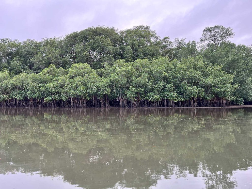 Según la Universidad Nacional de Colombia, “a pesar de ser uno de los ecosistemas más amenazados del mundo, los bosques de manglar del Pacífico colombiano son de los mejor conservados en el planeta”. Foto: Laila Abu Shihab Vergara