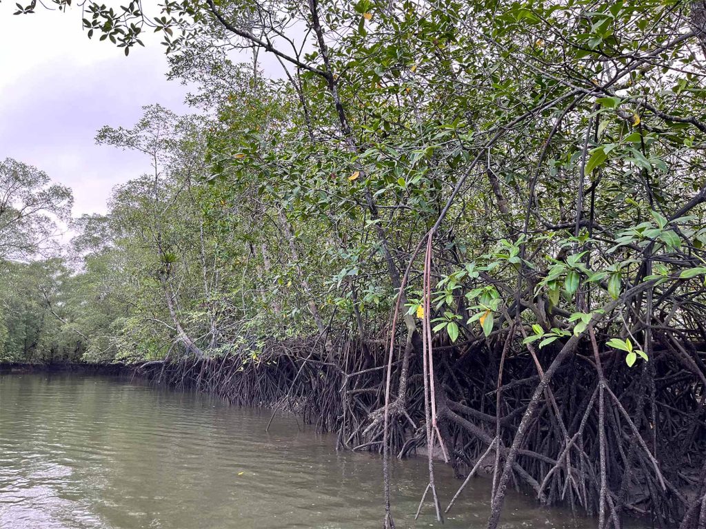 Tatiana Acevedo, experta en gobernanza del agua y ecología política, asegura que la precariedad actual de los manglares puede deberse a que son difíciles de comprender y de clasificar, pues son varias cosas al tiempo. Foto: Laila Abu Shihab Vergara