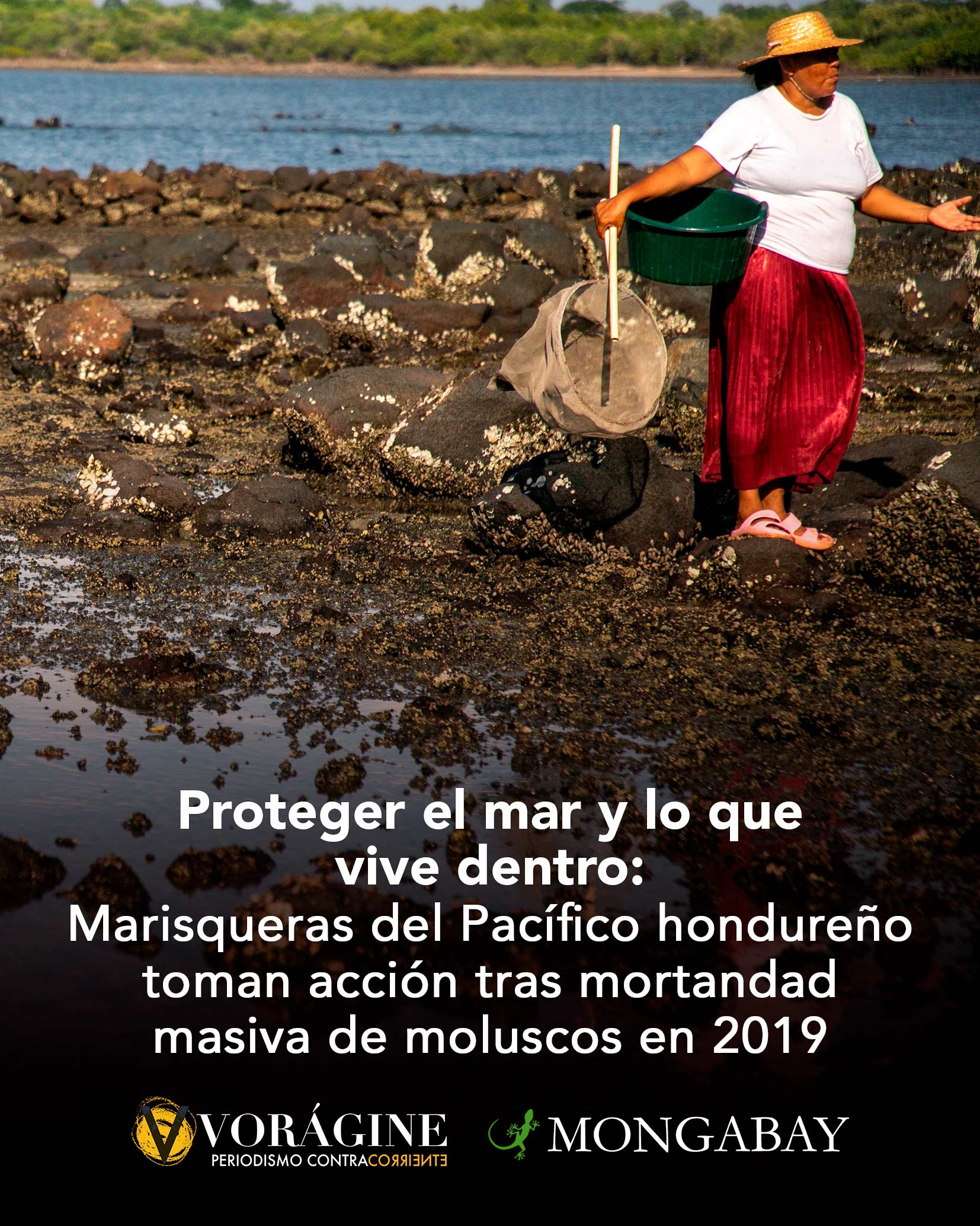 Al sur de Honduras, las mujeres que se dedican a la recolección de almejas, cascos de burro, churrias y curiles, distintos tipos de moluscos bivalvos, presenciaron la muerte masiva de estos animales en el Golfo de Fonseca, en 2019.