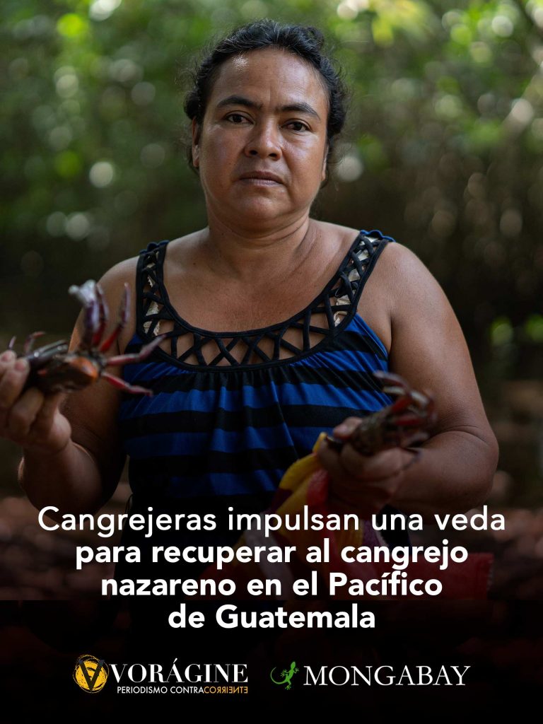 Cangrejeras impulsan una veda para recuperar al cangrejo nazareno en el Pacífico de Guatemala