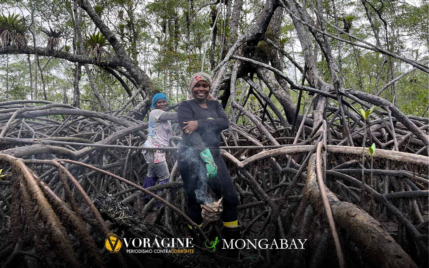 La recolección de piangüa, un molusco que se encuentra en las raíces de los manglares, es una actividad ancestral que representa el sustento de miles de familias. Y es, sobre todo, una forma de libertad e independencia económica para 11.300 mujeres negras del Pacífico.