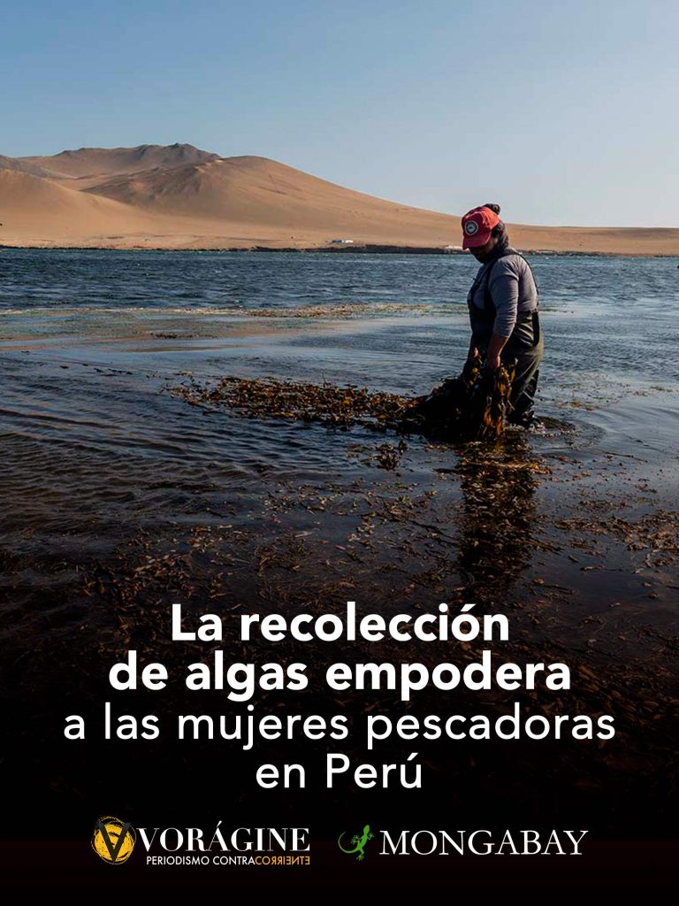 La recolección de algas empodera a las mujeres pescadoras en Perú