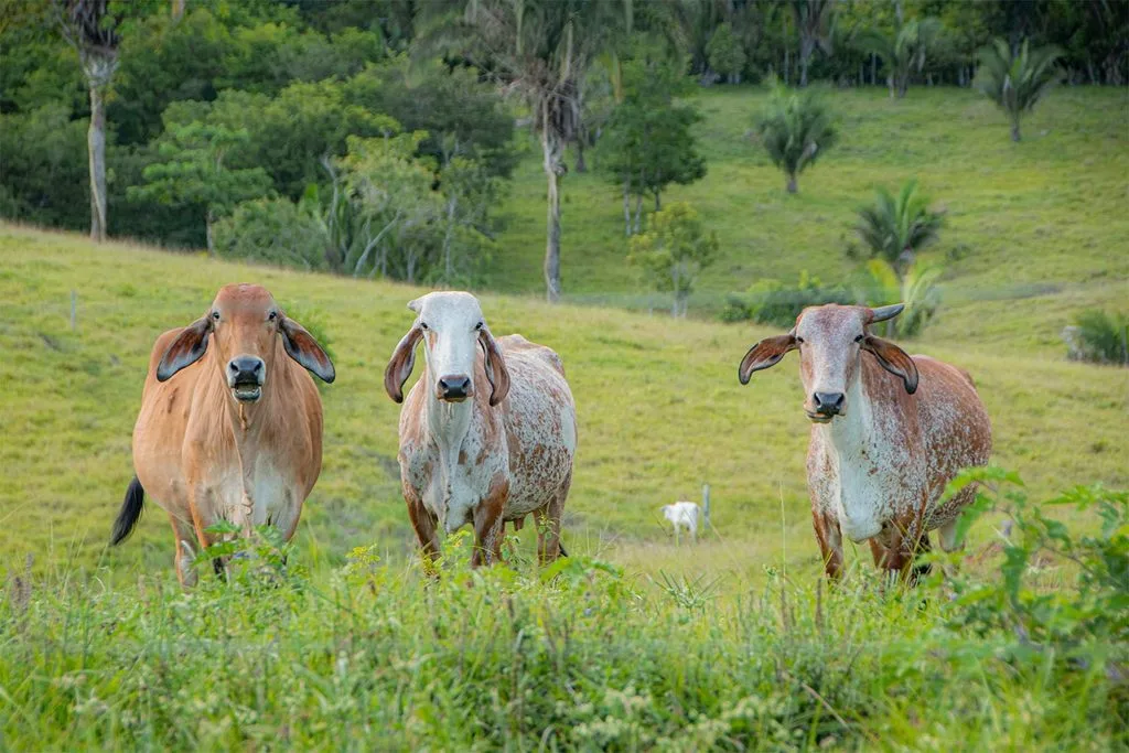 Después del Acuerdo de Paz de 2016, la ganadería extensiva cobró fuerza en distintas zonas del Caquetá y se convirtió en una de las principales actividades de ocupación de nuevas tierras. Foto: obtenida por Mongabay Latam durante la investigación